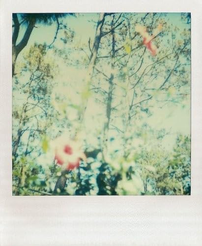 Amazon.com : Polaroid Notes: 20 Different Notecards and